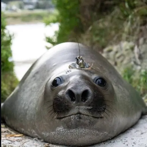 creator daddy seal's avatar