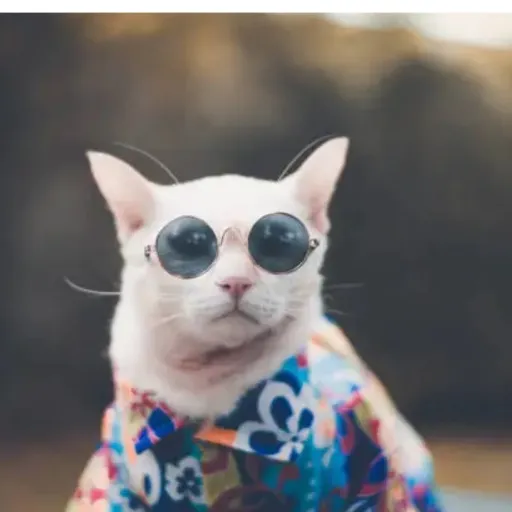 creator 🍋a random cat 🔮's avatar