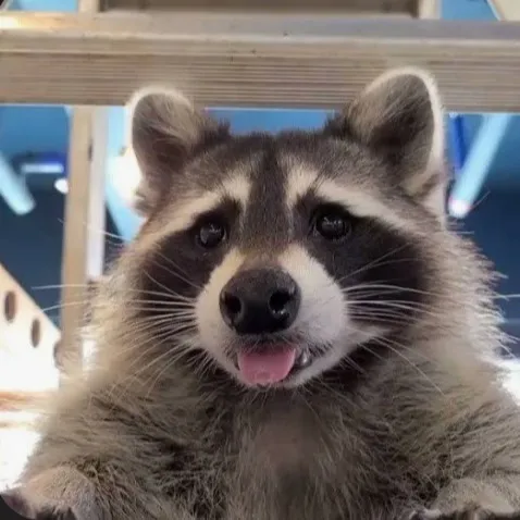 creator ☆pookie_black★🎩's avatar