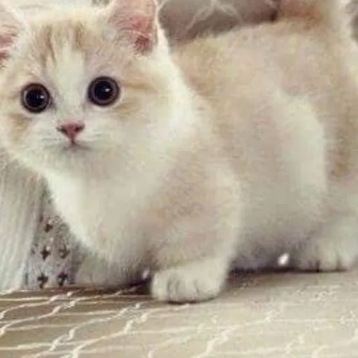 creator takis_chilito's avatar