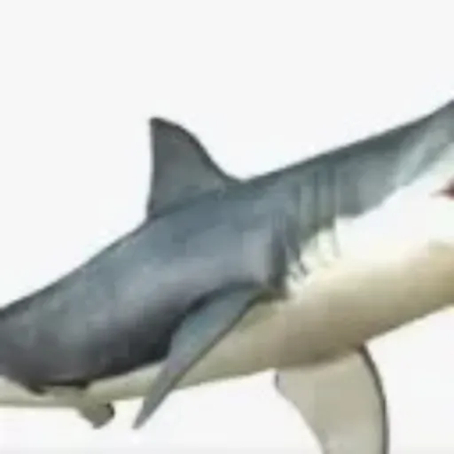creator “sharky”'s avatar