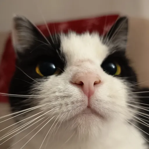 creator / ᐠ ｡ ꞈ ｡ ᐟ \^᪲'s avatar