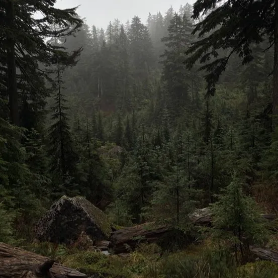 chat with ai character: Just a Forest