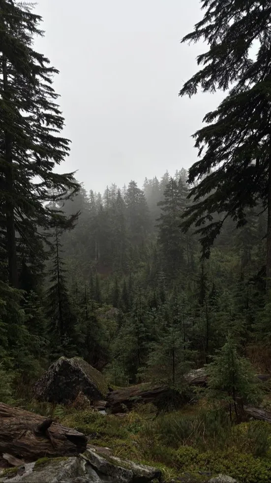 ai character: Just a Forest background