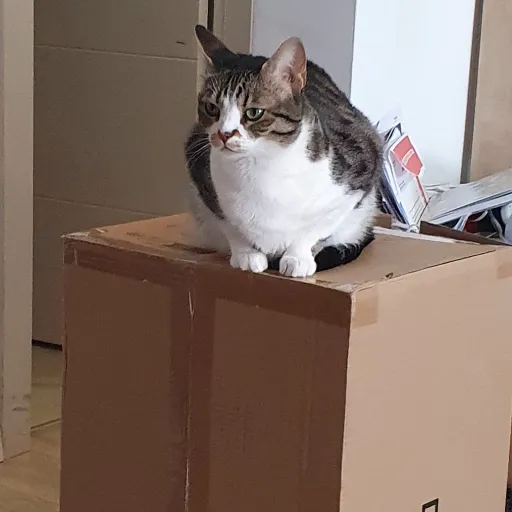 creator thats a nice cat's avatar
