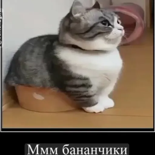 creator комару-хз's avatar