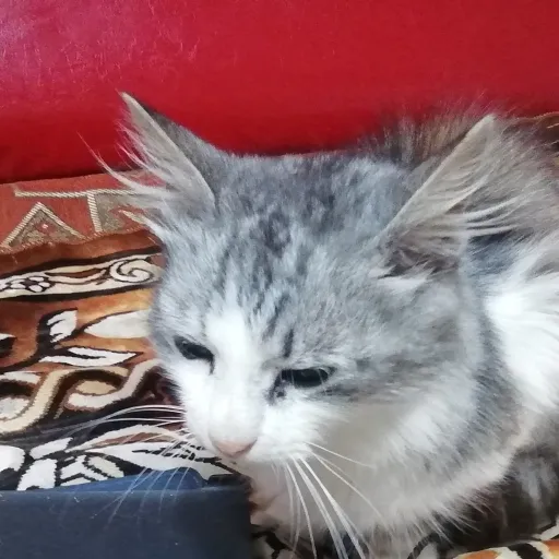 creator Ion vasilaș's avatar