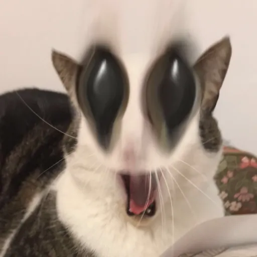 creator Ilovemycatmango's avatar