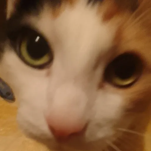 creator ooga_plush/Avalyn's avatar