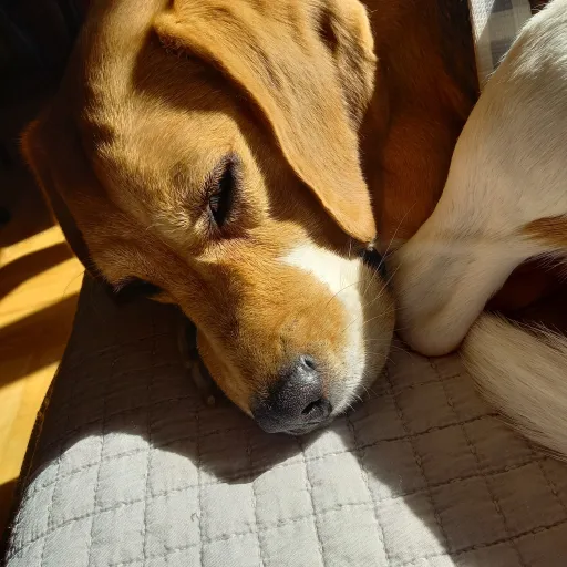 creator Sigma Beagle's avatar