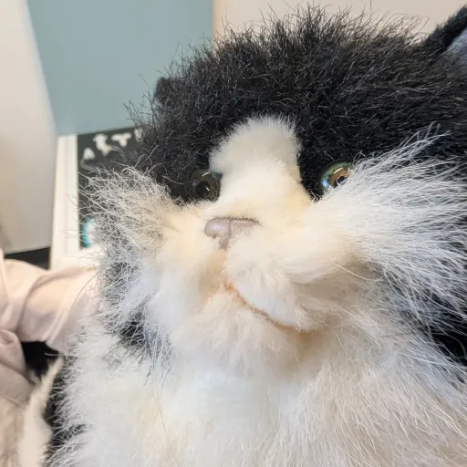 creator Muti ye kitty's avatar