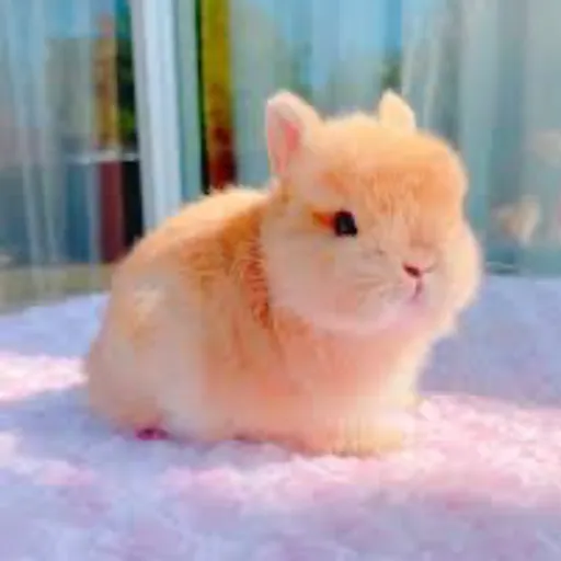 creator BUNNY R's avatar