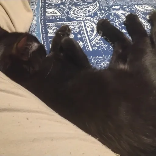 talkie's author avatar