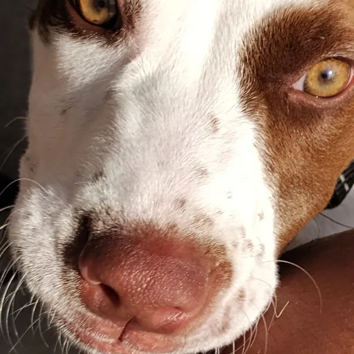 creator Dogs_ate_cwte's avatar
