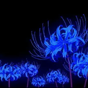 creator ~Blue Spider lily~'s avatar