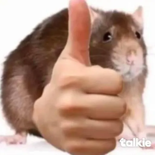 creator 🐀la rata👍's avatar