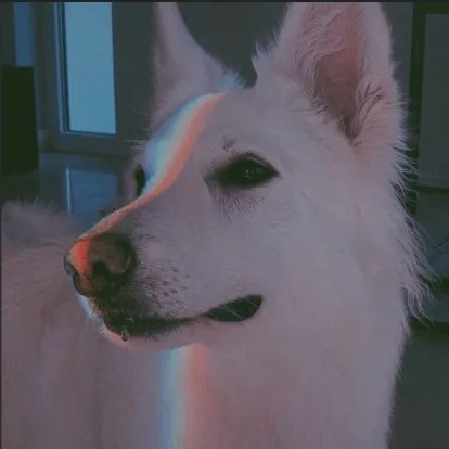 creator LumiWolf's avatar