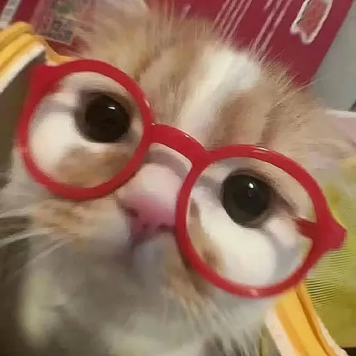 creator sigma cat 💋's avatar