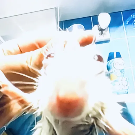 creator I_freezedryCereal's avatar