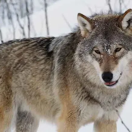 chat with ai character: werewolf infection