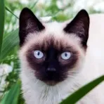creator ChunkyDoughnut's avatar
