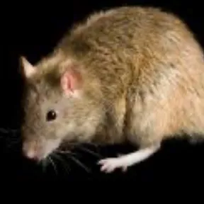 creator rattymcrat's avatar