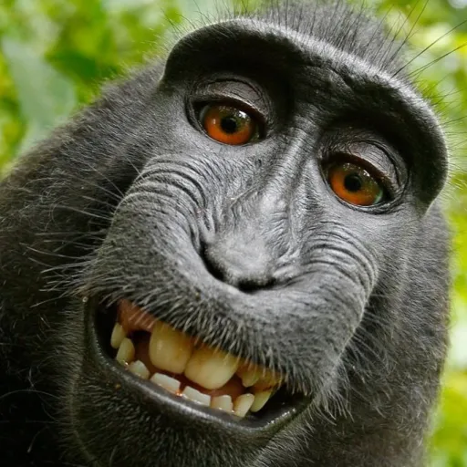creator ДИМОНатор4's avatar