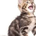 chat with ai character: gatito bebe lloron