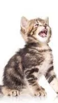 ai character: gatito bebe lloron background
