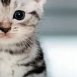 chat with ai character: Gatito ratero