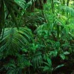 chat with ai character: Animal Clans