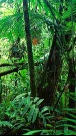 ai character: Animal Clans background