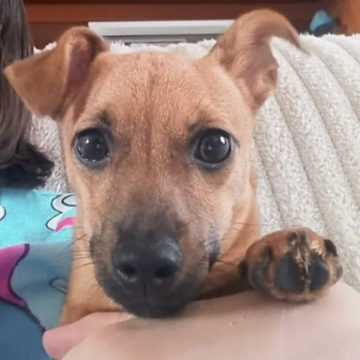 creator ❤️BonnieThePuppy❤️'s avatar