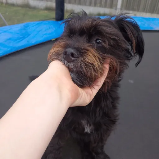 creator ❤️BonnieThePuppy❤️'s avatar