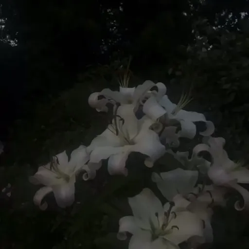 creator PureVanillaCookie]'s avatar