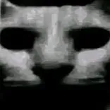 creator Cat but uncanny's avatar