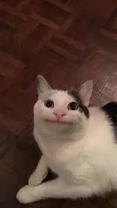 ai character: Beluga cat background
