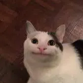 chat with ai character: Beluga cat