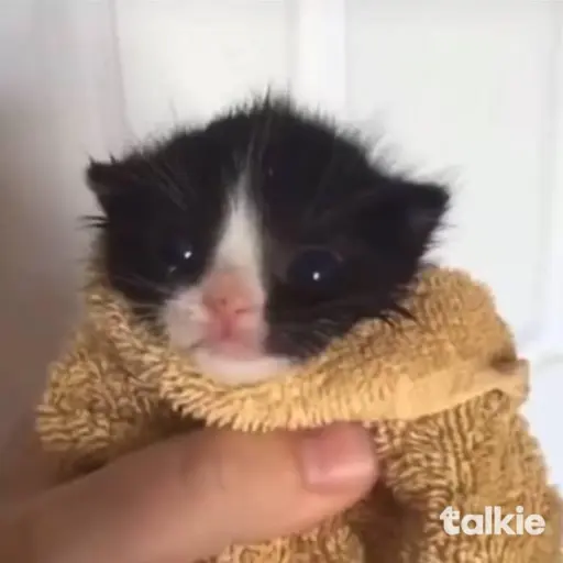 creator Avocado :D's avatar