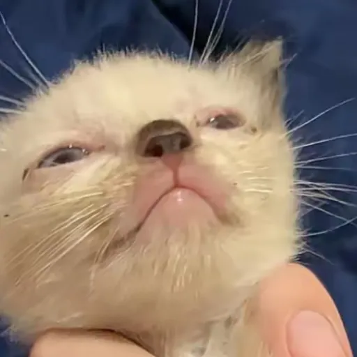 creator really lil bro 😑's avatar