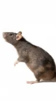 ai character: Rat  background
