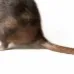 chat with ai character: Rat 