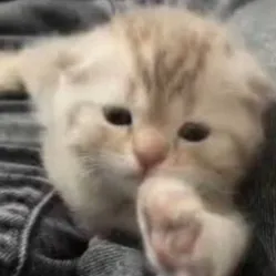 creator ._ANG3LIX_.'s avatar