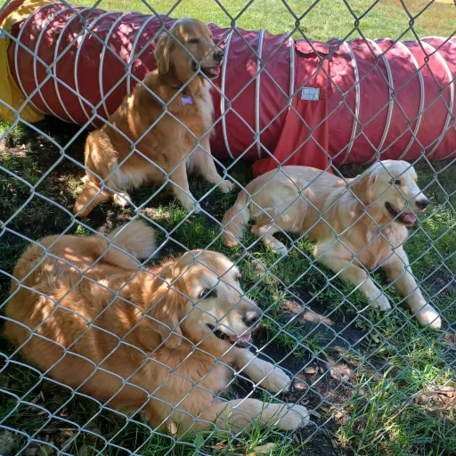 creator golden retrievers's avatar