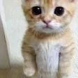 chat with ai character: El Gato