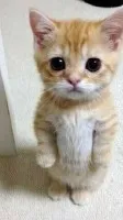 ai character: El Gato background