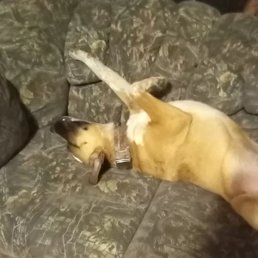 creator Dancingdoge's avatar