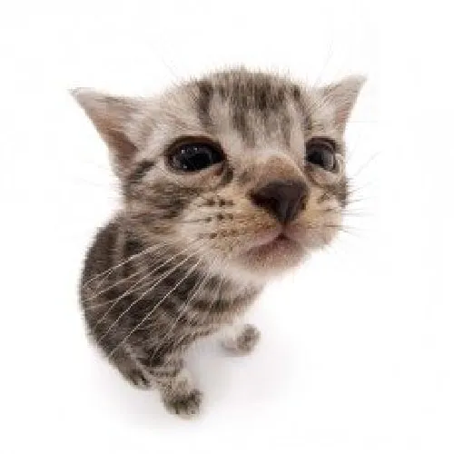 creator cat12's avatar