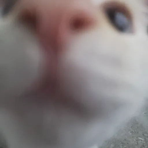 creator HAPPY_CAT X3's avatar