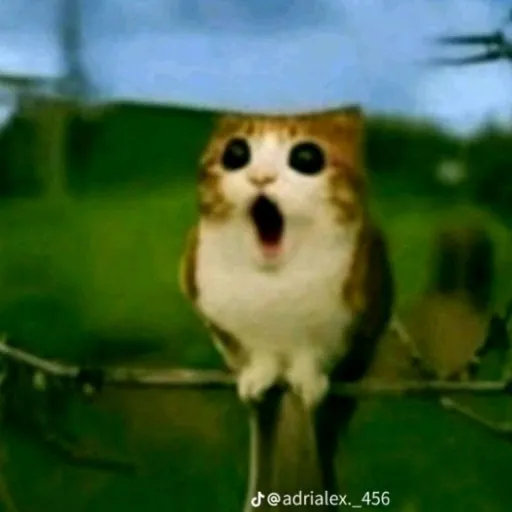 creator ♡Meowl_k4my7n_737's avatar